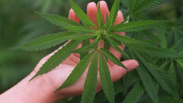 Ministerium: Keine „Resteverwertung“ beim Cannabisanbau