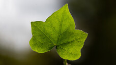 Efeu blickt auf eine lange Tradition als Arzneipflanze zurück. (Bild: singerfotos / AdobeStock)