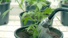 Kontrollierter Anbau, legale Abgabe: Schmerzpatienten sollen künftig Cannabis auf Rezept in der Apotheke bekommen können.  (Foto: Jdubsvideo / Fotolia)