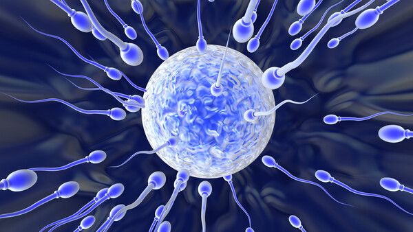Kalium-Kanal in Spermien – Ansatz für hormonfreie Kontrazeptiva?
