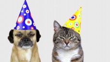 Mehr als nur Silvestermuffel: Bei Hunden und Katzen kann der Feuerwerkslärm unter Umständen Angstzustände auslösen. (Foto: farbkombinat / adobe.stock.com)                                 
