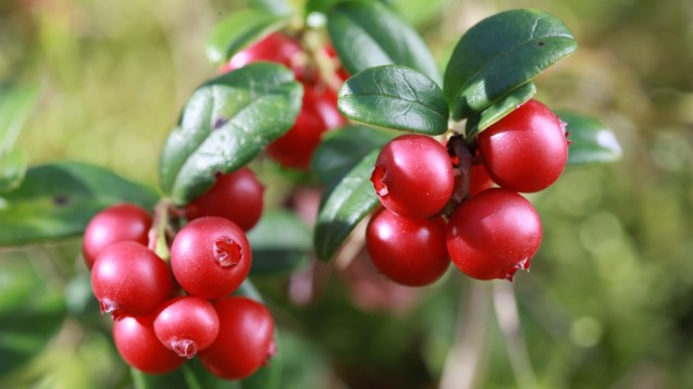 Cranberries - als Medizinprodukt gegen Blasenentzündungen haben ihre Extrakte in Europa ausgedient. (Foto: larineb / stock.adobe.com)