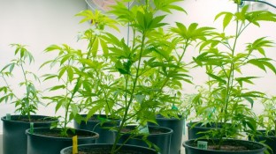 Bionorica baut kein Cannabis für das BfArM an