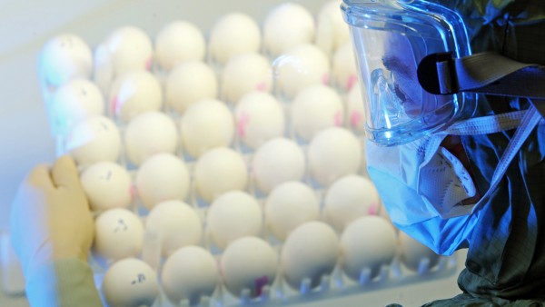Eine halbe Milliarde Eier für die Grippeimpfung