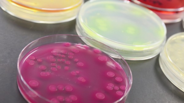 Resistente Bakterien teilen sich schneller 