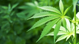 Gröhe strikt gegen Cannabis-Freigabe
