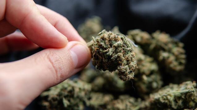 Offenbar sind in einzelnen Gebinden des Rezepturarzneimittels Cannabis organische Verunreinigungen aufgetreten. (Foto: contentdealer / stock.adobe.com)