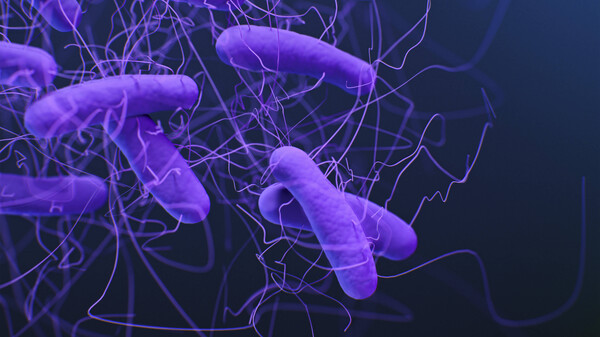 Erstes fäkales Mikro­biota-Präparat aus menschlichen Stuhlproben zugelassen