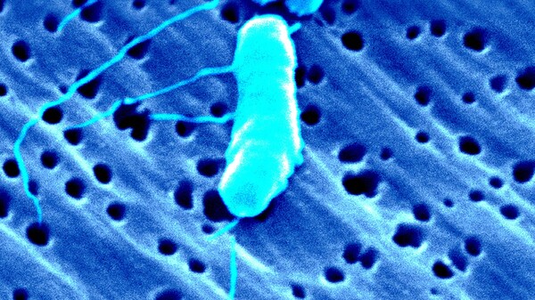 Was Apotheker über Vibrionen, die „fleischfressenden Ostseebakterien“, wissen müssen