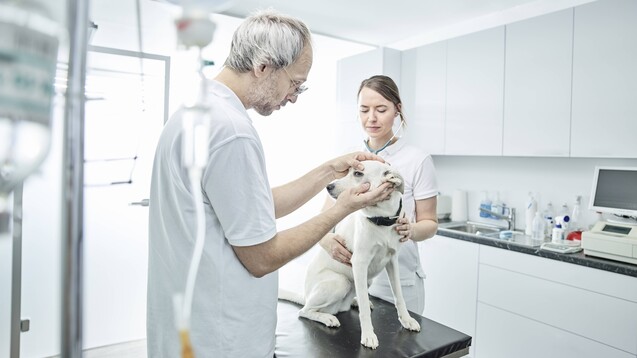 Tierärzte müssen sich ebenso wie Zahnmediziner noch gedulden, ehe sie sich an der Nationalen Impfkampagne beteiligen können. (b/Foto: IMAGO / Westend61)&nbsp;