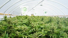 Malta möchte beim Cannabisanbau mitmischen. (Foto: CascadeCreatives/ stock.adobe.com)                                      