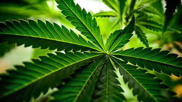 Cannabis Sativa (Foto:&nbsp;martingaal / stock.adobe.com)