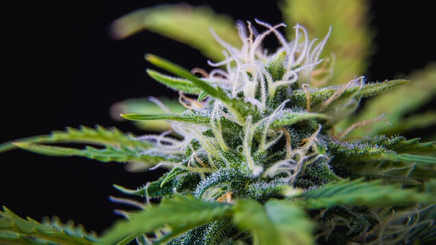 Bis zu drei blühende Cannabispflanzen soll ein Erwachsener künftig zu Hause haben dürfen. (b / Foto: IMAGO / Panthermedia)
