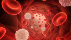 Hämophilie ist eine erblich bedingte Störung der Blutgerinnung, die aufgrund ihrer Lokalisation auf dem X-Chromosom meist Männer betrifft. (c / Foto: SciePro / stock.adobe.com)