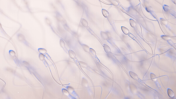 Welche Nährstoffe und Ernährungsform fördern die Spermienqualität?