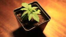 Eine junge Cannabispflanze braucht etwa drei Monate bis zur Ernte. Legales Cannabis gibt es frühestens im Oktober. Durch den Einspruch des Bundesrats könnte sich das noch weiter verzögern. (Foto: IMAGO / CHROMORANGE)