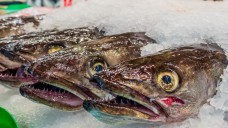 Die Zahlen über antimikrobielle Medikamente in Zuchtfischen ist alarmierend. (Foto: Bilderbox)