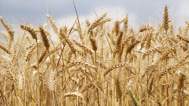 Getreidesorten wie Roggen, Weizen, seltener Gerste und Hafer können von Claviceps purpurea befallen werden.&nbsp;&nbsp;(b/Foto: kirahoffmann / AdobeStock)