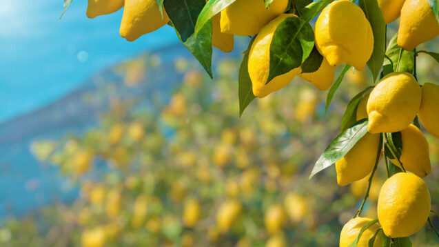 Zitrusfrüchte waren früher die Hauptquelle, um Zitronensäure zu gewinnen: Der Saft aus Zitronen enthält ca. 5 bis 7% Zitronensäure. Heute wird die Tricarbonsäure industriell mit biotechnischen Verfahren mittels Aspergillus-Arten hergestellt. (Foto: IgorZh / AdobeStock)