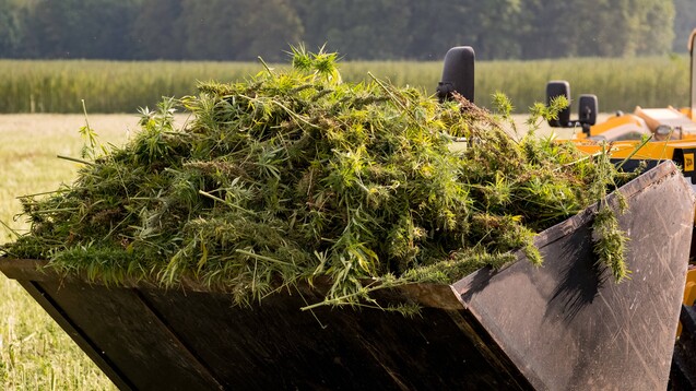 Der kanadische Cannabis-Produzent Wayland hat eine Vereinbarung geschlossen, derzufolge in den kommenden drei Jahren neun Tonnen Medizinalhanf nach Deutschland importiert werden sollen. ( r / Foto: Imago)