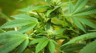 Erstes Arzneimittel aus der Cannabis-Pflanze in den USA zugelassen