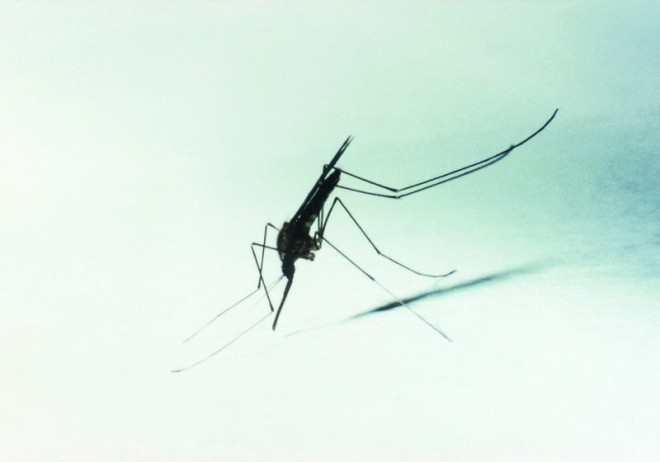 D2213_pri_malaria.jpg