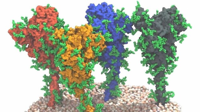 Vier Spikeproteine auf der Membranoberfläche von SARS-CoV-2: Forscher des PEI und MPI haben die Beweglichkeit der Spikeproteine gezeigt. Das kann für die Impfstoffentwicklung von COVID-19-Impfstoffen bedeutsam sein. (Quelle: MPI f. Biophysik / von Bülow, Sikora, Hummer)