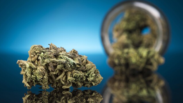 Kommt bald die kontrollierte Abgabe von Cannabis zu Genusszwecken? Und welche Rolle könnten Apotheken dabei spielen? (Foto: IMAGO / Panthermedia)