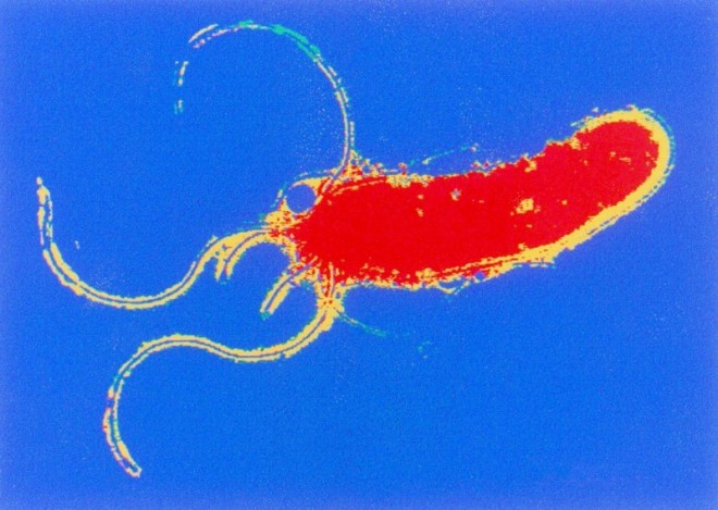 D2813_pri_helicobacter.jpg