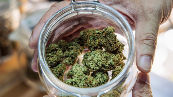 ABDA startet Blitzumfrage zu Cannabis