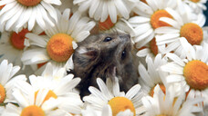 Bombastus muss eine Charge Kamillenblüten aufgrund einer tierischen Verunreinigung zurückrufen. (m / Symbolbild:&nbsp;Muggsy_White / stock.adobe.com)