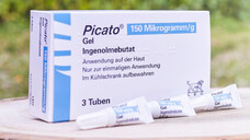 Die europäische Arzneimittelagentur EMA empfiehlt seit vergangenem Freitag, die Anwendung von Picato (Ingenolmebutat) einzustellen.&nbsp;Seit dem heutigen Montag ist Picato nicht mehr verkehrsfähig. (r / Foto: Screenshot / LEO Pharma GmbH)