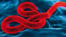 Ebola-Virus: In Sierra Leone wurden seit drei Wochen keine neuen Fälle bekannt (Bild: nanomanpro - Fotolia.com)