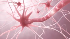 Der Rückgang der Myelinscheiden von Neuronen charakterisiert die häufigste neurologische Erkrankung junger Erwachsener. (Foto: ag visuell / Fotolia)