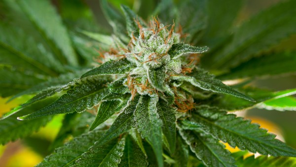 Uruguay will medizinisches Cannabis für den Export anbauen