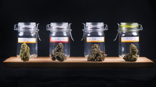 Nur ein Drittel ist für Cannabis-Verkauf in Fachgeschäften