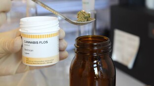 Europas größte Studie mit Cannabis-Patienten gestartet 