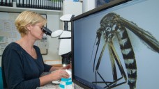 Besorgte Mücken-Forscherin: Doreen Walther vom Leibniz-Zentrum für Agrarlandschaftsforschung (ZALF) in Müncheberg. 