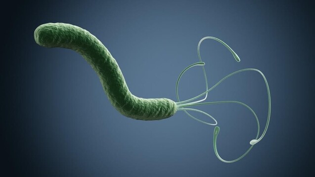 Helicobacter pylori: Man geht davon aus, dass weltweit mehr als 50 Prozent aller Menschen infiziert sind.&nbsp;(Foto: ucadp /stock.adobe.com)