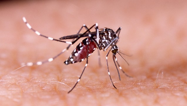 11. Dezember: 

Wir
suchten das Dengue-Fieber. Vermutlich ist „Dengue“ der portugiesische Begriff
für eitel oder geziert und beschreibt den „dandy“ aus dem englischsprachigen
Raum. 

(Foto: 
 
  
  tacio
  philip
  
 
- stock.adobe.com)
