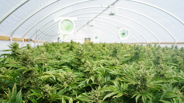 Malta möchte beim Cannabisanbau mitmischen. (Foto: CascadeCreatives/ stock.adobe.com)                                      