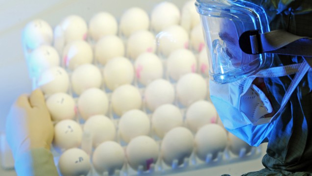 An die 500 Milliionen Eier werden weltweit für die Grippeimpfstoff-Produktion benötigt. ( Foto: dpa report)