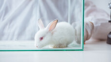 Werbeslogans wie „wir distanzieren uns von Tierversuchen“ oder „wir sind gegen Tierleid“ sind häufig, aber kann man auf sie zählen? (Foto: Elnur / AdobeStock)
