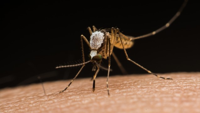 Moskitonetze sind mit der beste Schutz gegen Malaria (Foto: Bankerfotos /Fotolia)