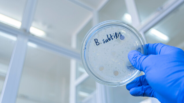 Bacillus subtilis ist ein richtiger Alleskönner,&nbsp;der nicht nur in Probiotika, sondern auch in der Küche oder beim Bau zum Einsatz kommt.&nbsp;(Foto: Prrrettty / AdobeStock)&nbsp;