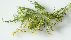 Die WHO rät von Artemisia-Tee ab, der auch hier von Apotheken vertrieben wird. (Foto: emer / Fotolia)