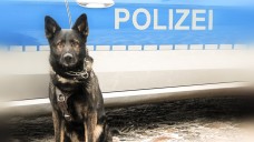 Diensthund „Irgun“ (Foto: Polizei Hamburg)