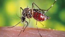 Aedes aegypti mosquito - diese Stechmücke überträgt das Zika-Virus. (Foto: picture alliance / AP Photo)