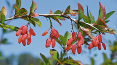 Berberis vulgaris:&nbsp;Die roten Früchte der Zierpflanze enthalten Fruchtsäuren, aber praktisch keine Alkaloide. (Foto: bennytrap / AdobeStock)