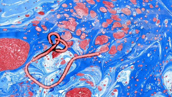 Mit zwei neuen Impfstoffen gegen Ebola